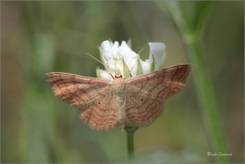 <p>ŽLUTOKŘÍDLEC HNĚDOČÁRNÝ (Idaea rufaria) jižní Morava</p>